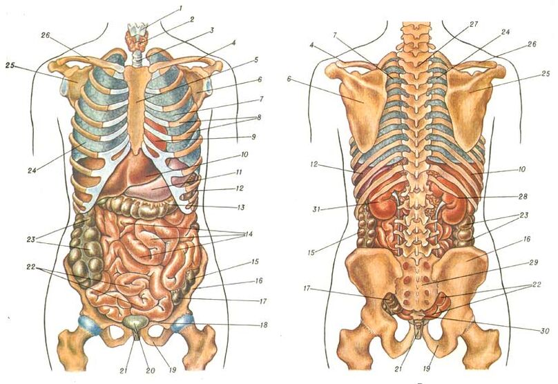 estructura del cuerpo y dolor debajo del omóplato izquierdo